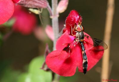 Syrphid Fly AKA: Hoverfly