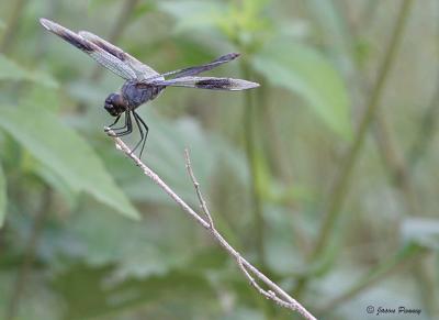 Four-Spotted Pennant