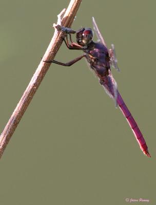 Roseate Skimmer