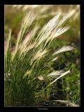 Gramma Grass
