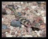 Juv. Tucson Banded Gecko