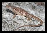 Desert Iguana