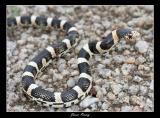Longnose Snake