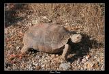 Desert Tortoise (Gopherus agassizii)