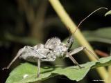 Wheel Bug - Assassin Bug