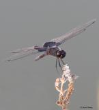 Black Saddlebags