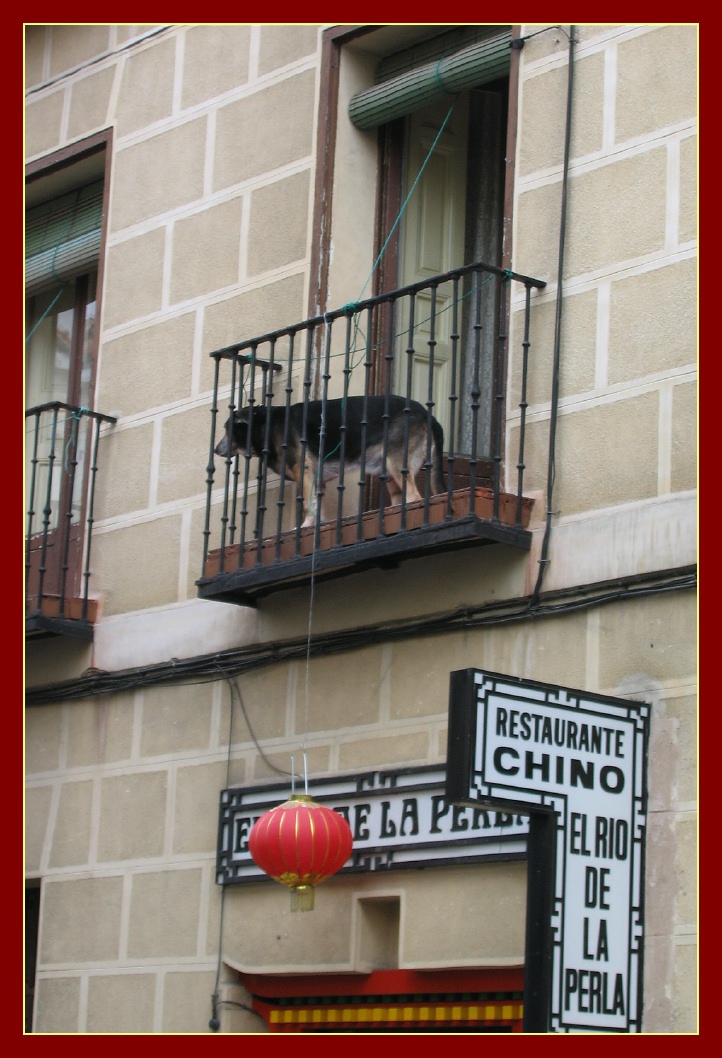 Dog on balcony