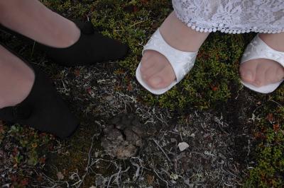 Muskox Poop