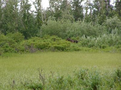 Moose in bushes