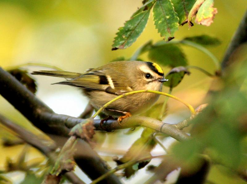 Golden-Crowned Kinglet