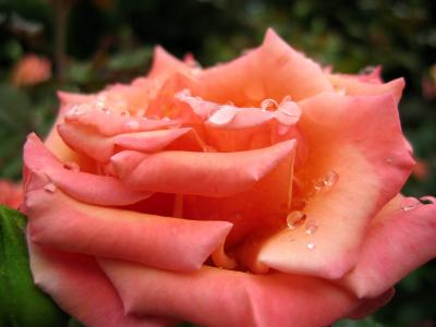 Portland, Oregon Rose Garden III