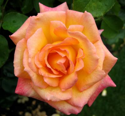 Portland, Oregon Rose Garden IV