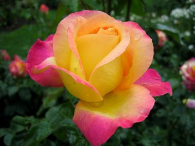 Portland, Oregon Rose Garden V