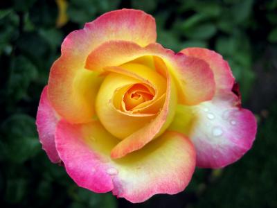 Portland, Oregon Rose Garden VI