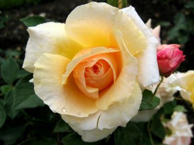 Portland, Oregon Rose Garden VII
