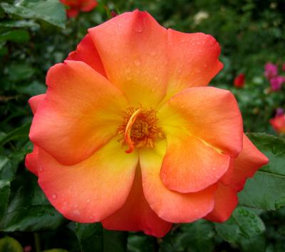 Portland, Oregon Rose Garden VIII