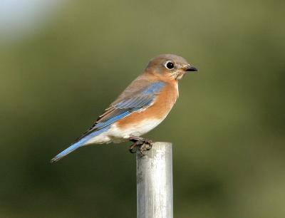 Eastern Bluebird III