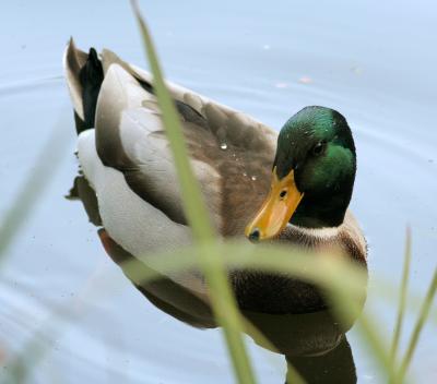 Mallard III