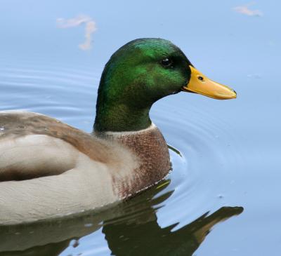 Mallard IV