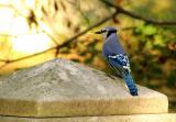 Bluejay