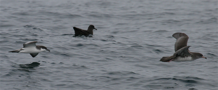 Trio of shearwaters