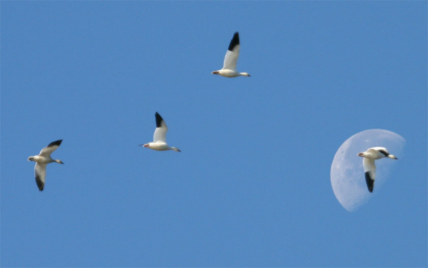 Harvest Moon