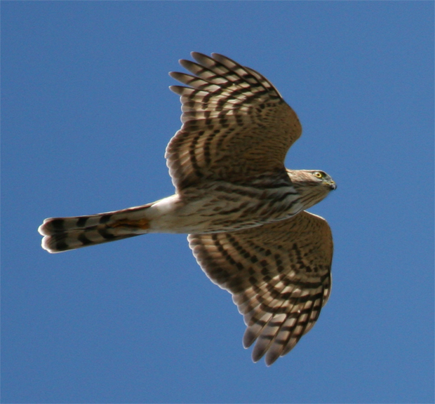 Sharp-shinned Hawk, juvenile