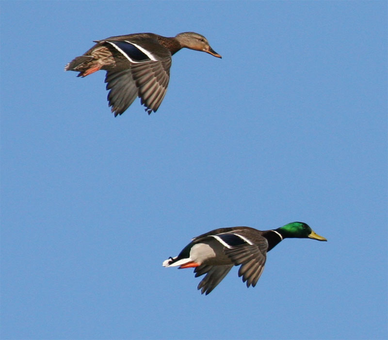 Mallard pair in Flight