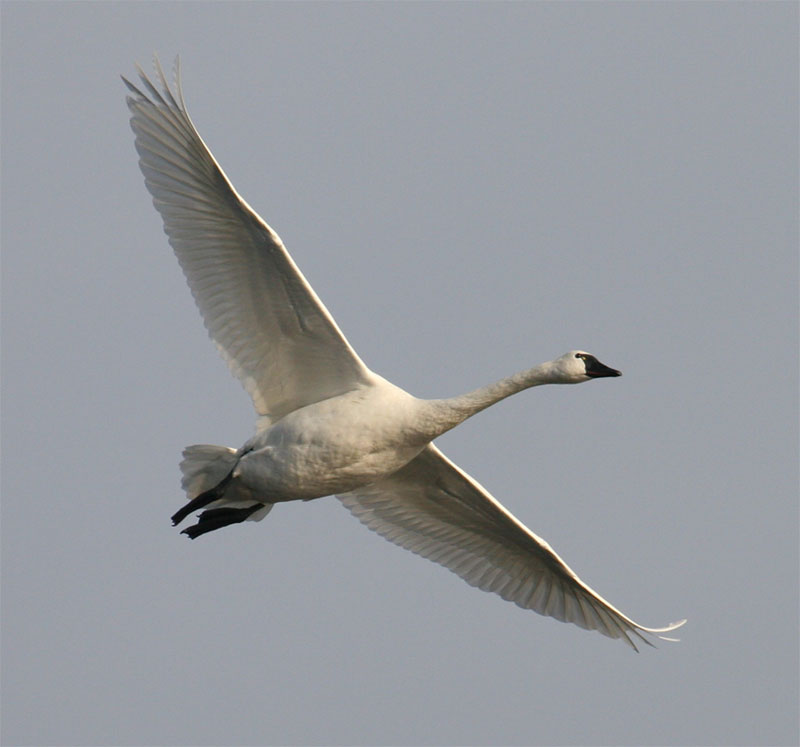 Tundra Swan