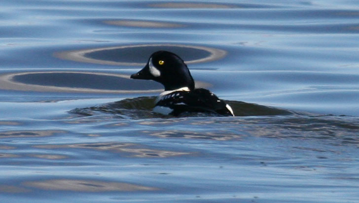 Barrow's Goldeneye