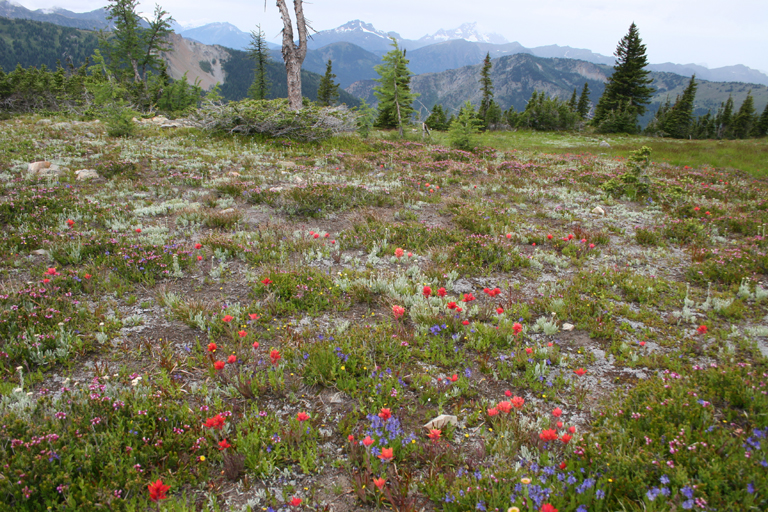 A few Flowers (Hart's Pass)