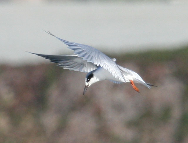 Forster's Tern