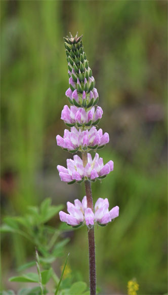 Pink Lupine