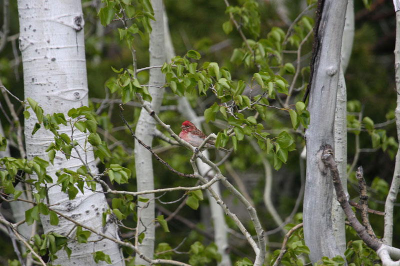 Red in Aspens