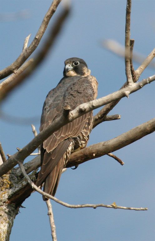 Peregrine Falcon