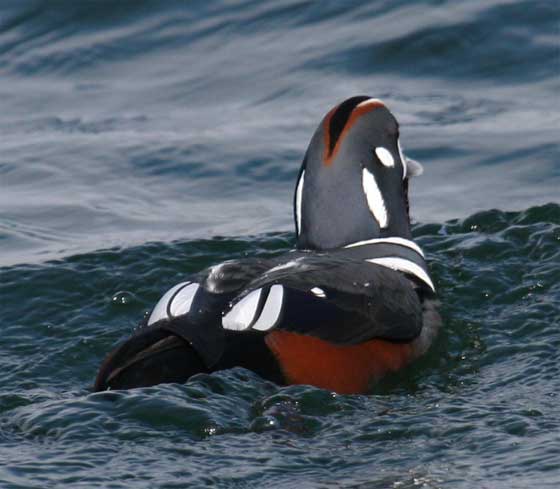 Harlequin Duck Crown