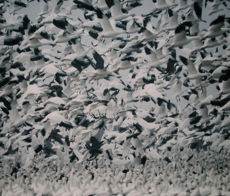 Snow Geese taking off