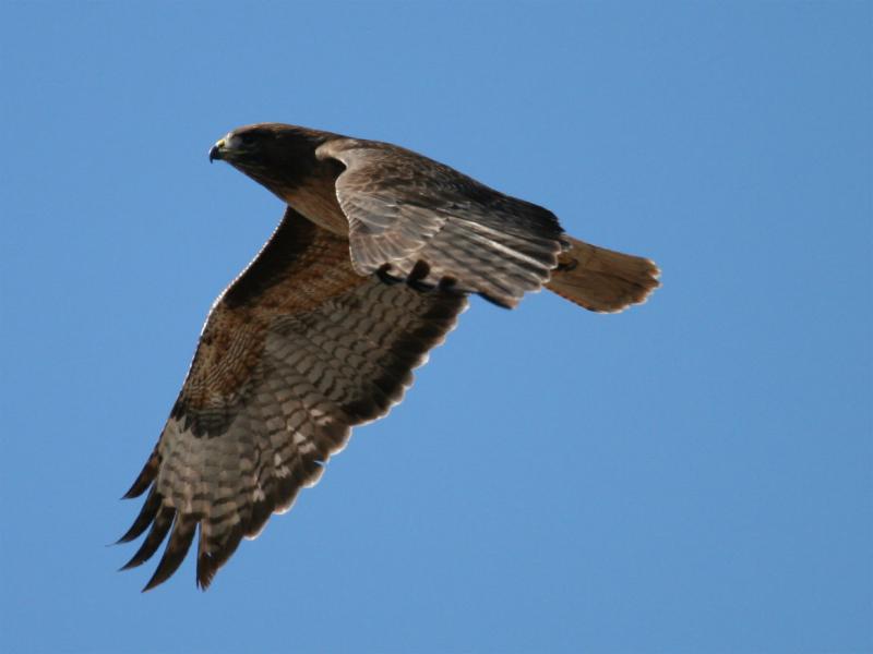 Red-tailed Hawk