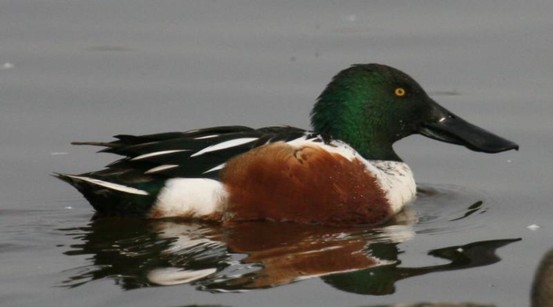Baby Huey was a Northern Shoveler