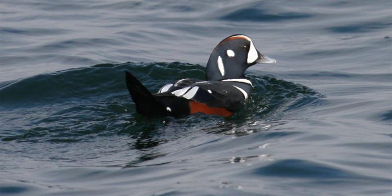 Harlequin Duck