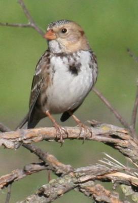 v3/34/605434/3/50888096.HarrisPortrait.jpg