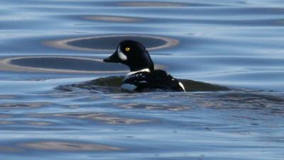 v3/34/605434/3/50888129.BarrowsDrake.jpg