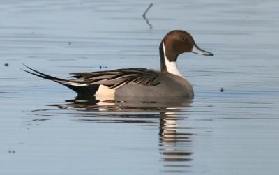 v3/34/605434/3/50911557.NorthernPintailWeb.jpg