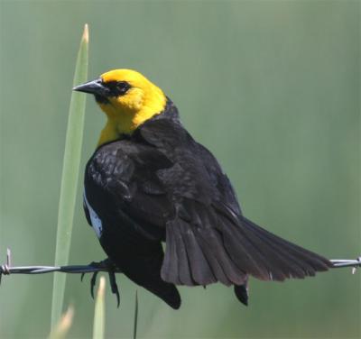 Blackbirds, Tanagers, & Orioles