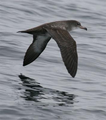 v3/34/605434/3/51596902.PinkfootedShearwaterweb.jpg