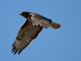 Red-tailed Hawk