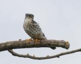 Merlin - subspecies richarsonii