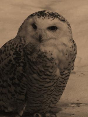 Nightshot Owl