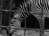 Locked Zebra
