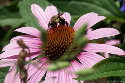 2005-07-20 Bee
